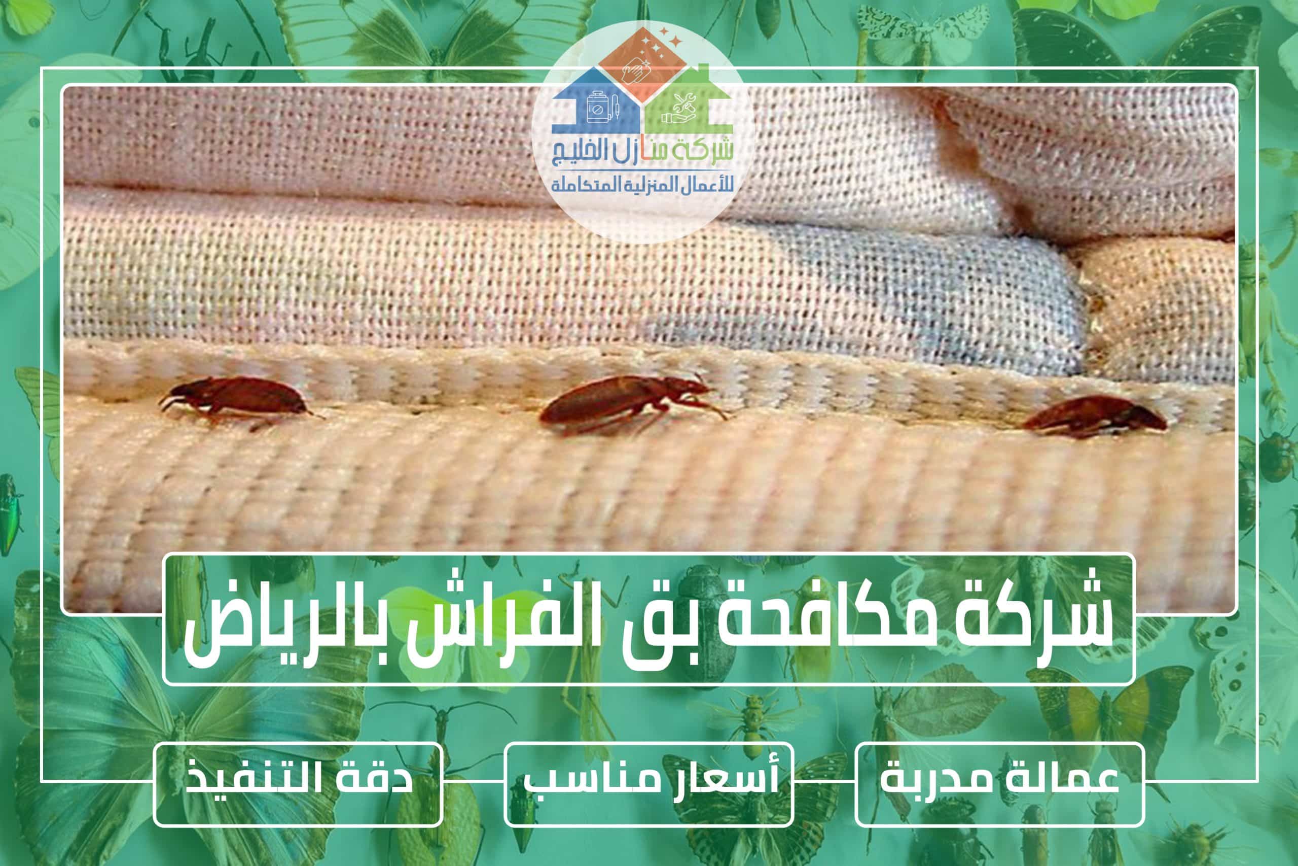 شركة مكافحة بق الفراش بالرياض: حلول فعالة لمشكلة بق الفراش