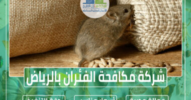 شركة مكافحة الفئران بالرياض