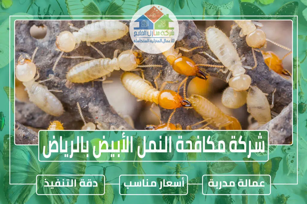 شركة مكافحة النمل الأبيض بالرياض