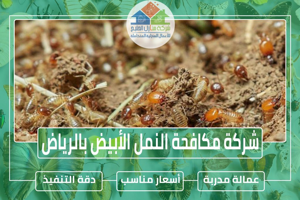 شركة مكافحة النمل الأبيض بجازان