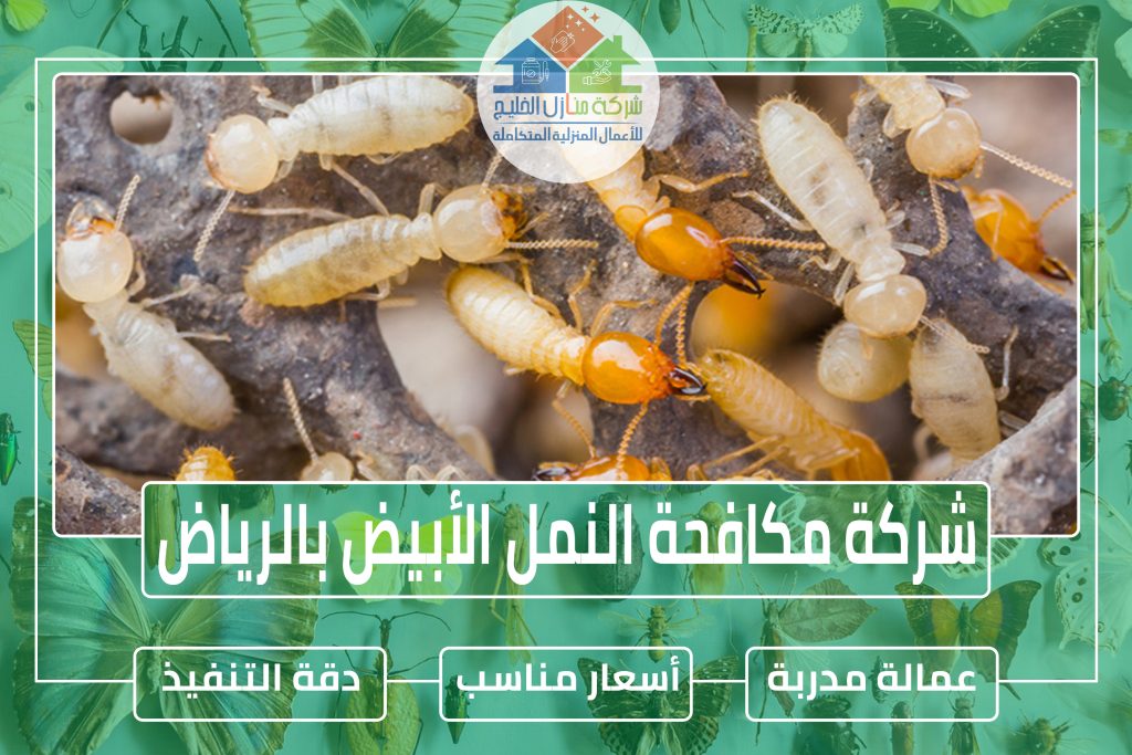 شركة مكافحة النمل الأبيض بجازان
