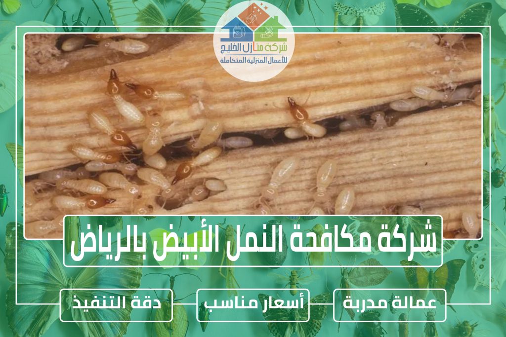 شركة مكافحة النمل الأبيض بجازان