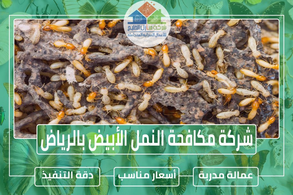 شركة مكافحة النمل الأبيض بجازان