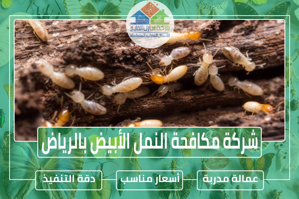 شركة مكافحة النمل الأبيض بجازان
